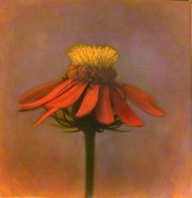 Mexican Sunflower II, hand-colored gelatin silver print,