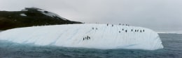 Penguins on Toppled Iceberg, off Deception Island, Antarctica