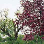 1.8 Acres for Sale, from the series Neo Nature, 2004, pigment print