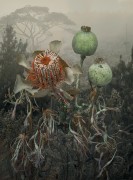 Banksia Integrifola, 2023