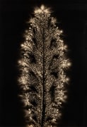 Walter Chappell, Milk Thistle, from Metaflora