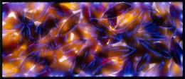 Mohagany Sunflower Petals, 2005, chromogenic print