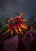 Rudbeckia Hirta&nbsp;, 2025