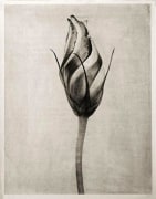 Charles Grogg Lisianthus Bud, from the series Reconstructions