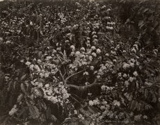 A Coffee Tree in Blossom, Ceylon, ca. 1870&#039;s