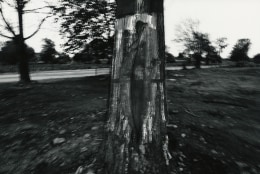 Tree, Rochester, 1973