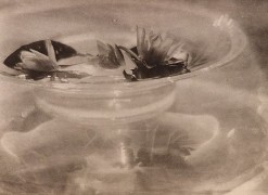 Baron A. de Meyer, Still Life, 1908