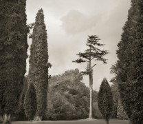 Trees, Blenheim Palace, from the series In the Garden