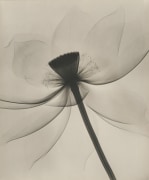 Lotus, 1930