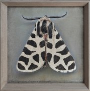 Grammia incorrupta, Pink Tiger Moth, 2025