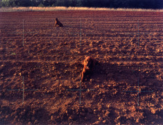 Red Setters in Red Field, Charlotte, North Carolina, 1976