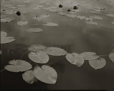 Floating Leaves II, Boundary Water, MN, 1999