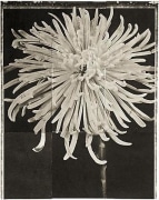 Spider Mum, from the series &quot;Reconstructions,&quot;platinum palladium print on handmade Japanese gampi, sewn on Japanese washi