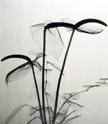 X-Ray of Anthuriums