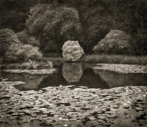 Lily Pond, Biddulph Grange, from the series In the Garden