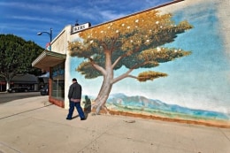 Man and Tree, Los Angeles, California, 2010
