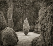 Clearing, Wakehurst Place, from the series In the Garden, 2004