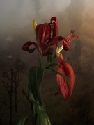 Red Lilium, 2022