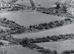 Paisaje de Siembras / Growing Landscape, 1972-1975