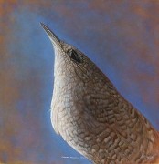 Canyon Wren, hand-colored gelatin silver print, 32 x 32 inches