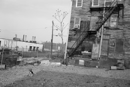 Beagle Tied in Vacant Lot, South Boston, Massachusetts, 1983