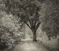 Path, Giardino dei Semplici, Florence, from the series In the Garden, 2001, platinum print, 16 x 18 1/2 inches