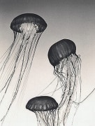 Jellyfish Study #9, 2000