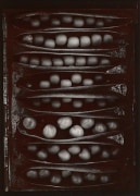Pods of Chance, 1977, From Ephemera Portfolio, Toned gelatin silver print, 7 1/4 x 5 1/4 inches