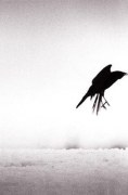 One Black Crow, Hokkaido, Japan, 2002