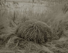 Dried Grass, Chesapeake, VA