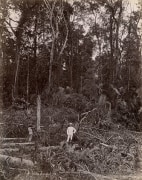 In the Jungle, ca. 1870&#039;s