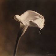 Arum Lily III, 1999, hand-colored gelatin silver print