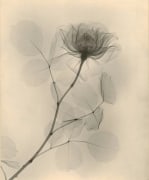 X-ray of a Rose, 1930