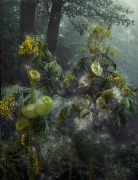 Gomphocarpus Physocarpus, 2023