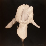 White Beardless Iris