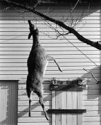 Hanging Doe, 1973