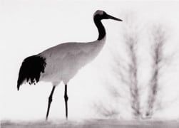 Red Crowned Crane #3, Hokkaido, Japan, 2002