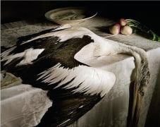 Pelican with turnip, 2004