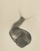 The Snail, 1930