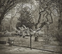 Tree, Giardino dei Semplici, Florence, from the series In the Garden, platinum print, 16 x 18 1/2 inches
