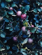 Apples, Great Spruce Head Island, Maine, 1942