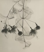 Fuchsia, 1938