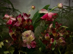 Alstromeria III, 2023