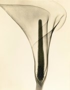 X-ray of a Lily