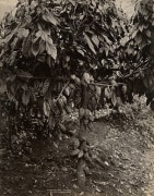 Theobroma Cacao, ca. 1870&#039;s
