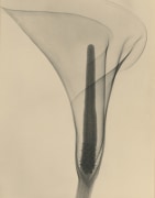 X-ray of a Lily, 1930