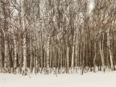 Birch Forest Japan, 2012