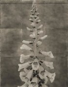 Foxglove, from the series &quot;Reconstructions,&quot;platinum palladium print on handmade Japanese gampi
