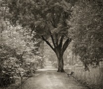 Path, Giardino dei Semplici, Florence, from the series In the Garden