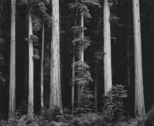Northern California Coast Redwoods, 1960